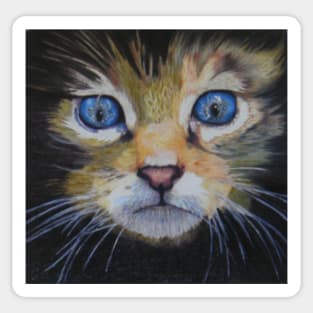 Blue blue eyes! Kitten Sticker